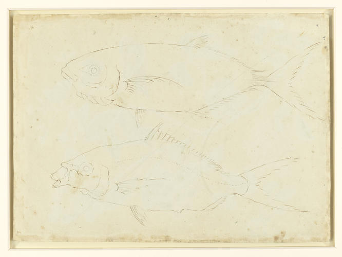 Frutex Rubo similis and Pittoniae similis