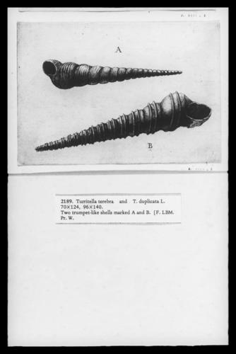 Two screw shells (Turritella spp. )