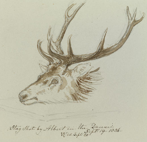 Stag shot by Albert in the Dansic Sept: 19 - 1856