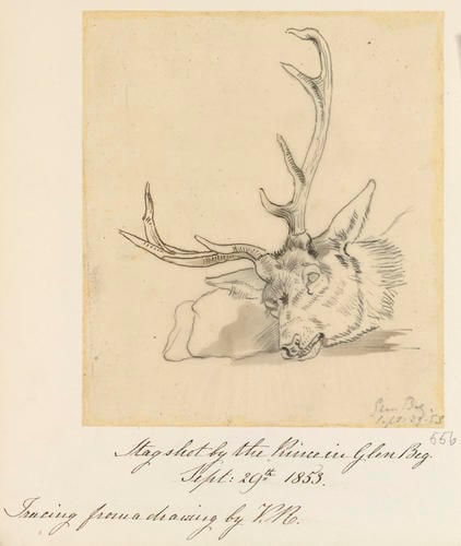 Stag shot by the Prince in Glen Beg