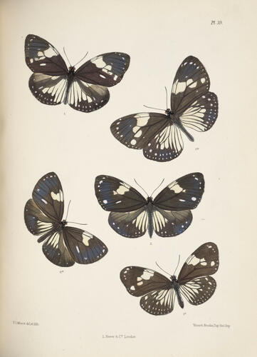 Lepidoptera Indica ; v. 1 / by F. Moore