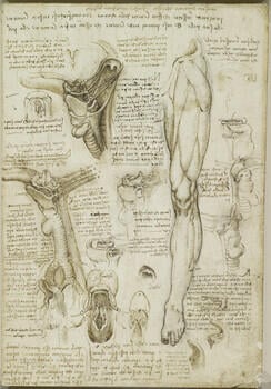 The throat, and the muscles of the leg (recto); The bones of the foot, and the muscles of the neck (verso)