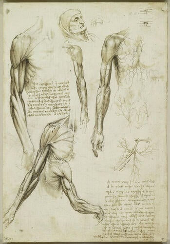 The muscles of the arm, and the veins of the arm and trunk (recto); The muscles of the shoulder, arm and neck (verso)