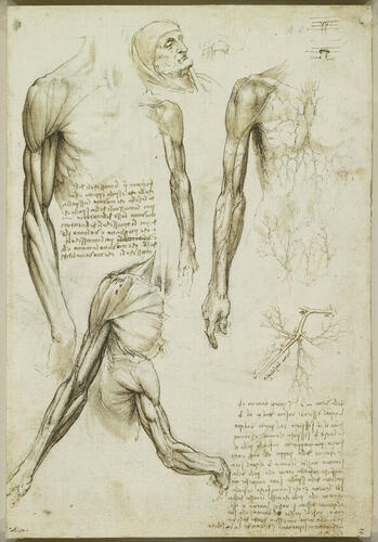 The muscles of the arm, and the veins of the arm and trunk (recto); The muscles of the shoulder, arm and neck (verso) The muscles of the arm, and the veins of the arm and trunk (recto); The muscles of the shoulder, arm and neck (verso)
