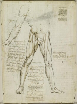 The muscles of the trunk and leg