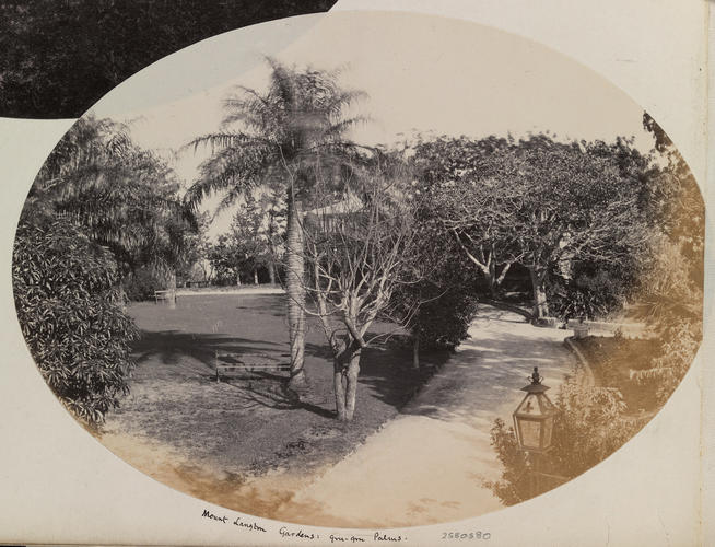 Bermuda 1880: Mount Langton Gardens: Gru-Gru Palms