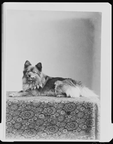 'Marco', Queen Victoria's pet Pomeranian dog at the Royal Kennels, Windsor, 1890