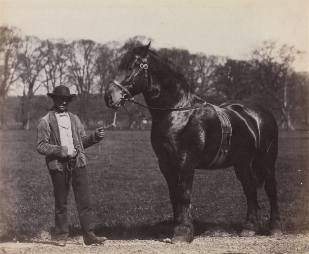 'Glenelg, a Clydesdale stallion at Osborne' 'Glenelg, a Clydesdale stallion at Osborne'