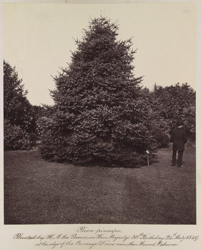 Picea pinsapo [sic]. Planted by H. M. the Queen on Her Majesty's 30th birthday, 24th May 1849, at the edge of the Carriage Drive, near the Mound, Osborne