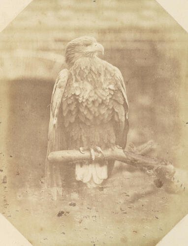 White-tailed sea eagle, London Zoo