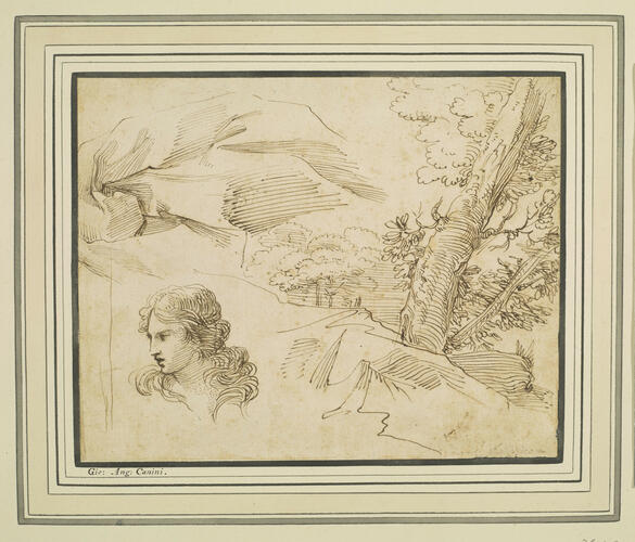 Studies of a woman's head, drapery, and a tree