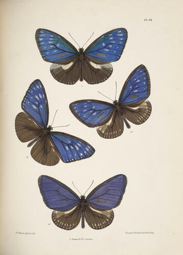 Lepidoptera Indica ; v. 1 / by F. Moore