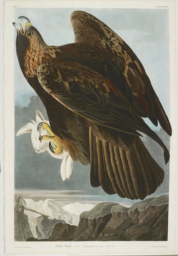 The Birds of America, from original drawings ; v. 2 / by John James Audubon