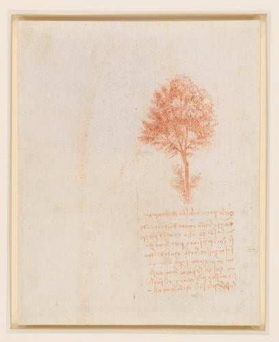 Recto: A stand of trees. Verso: A tree