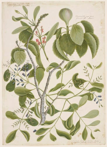 The Mancaneel Tree and viscum foliis latioribus, baccis pediculis incidentibus