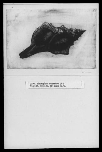 Trapezium horse conch (Pleuroploca trapezium L. )