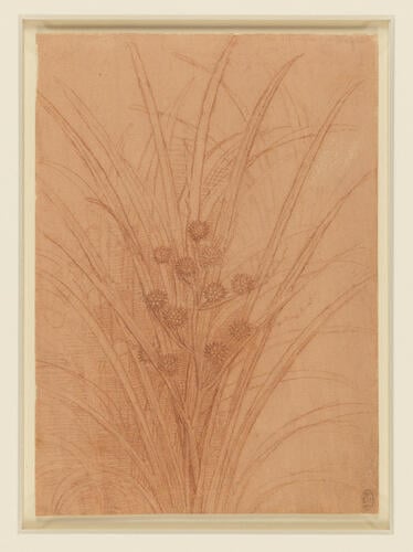 Recto: A branched bur-reed. Verso: A bulrush Recto: A branched bur-reed. Verso: A bulrush