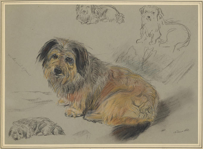 Boz, favourite Skye Terrier of the Duchess of Kent and afterwards the Queen