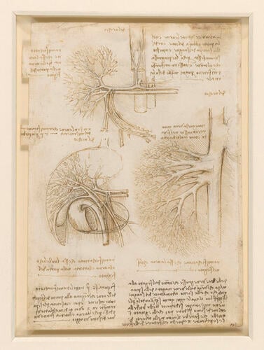 Recto: The vessels and nerves of the neck. Verso: The vessels of the liver