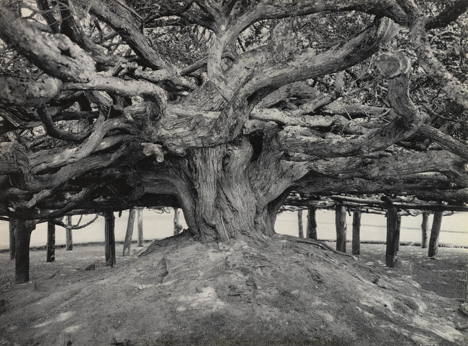 Giant Yew, Crom Castle Giant Yew, Crom Castle