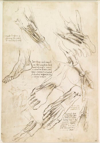 Recto: The muscles of the leg, and the intercostal muscles. Verso: The muscles of the foot