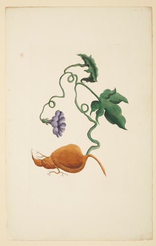 A Collection of exotics from the Island of Antigua / by a Lady