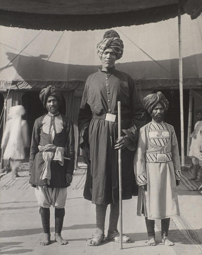 Kashmir Giant