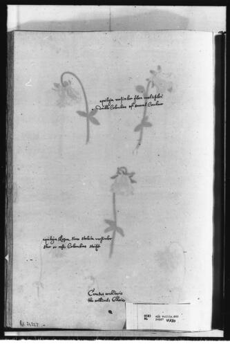 Studies of Double Columbines and Duke Cherries