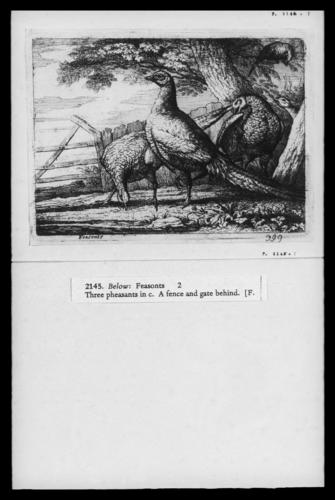 Pheasants