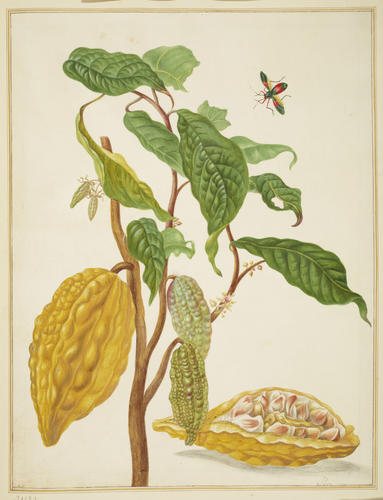Cocoa Tree with Leaf-Footed Bug