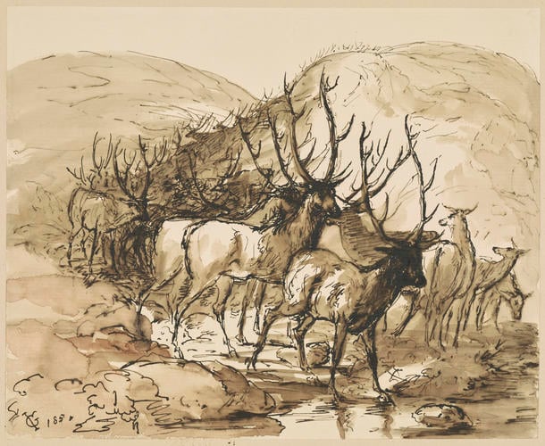 Stags and does standing in a stream Stags and does standing in a stream