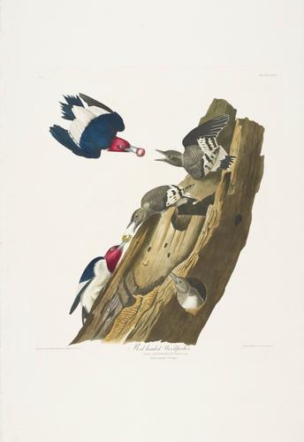 The Birds of America, from original drawings ; [v. 1] / by John James Audubon