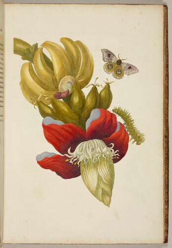 Metamorphosis insectorum Surinamensium. In qua erucae ac vermes Surinamenses, cum omnibus suis transformationibus, ad vivum delineatur & describuntur, singulis eorum in plantas, flores & fructus colloeatis, in quibus reperta sunt; tum etiam generatio ranarum, busonum rariorum, lacertarum, serpentatum, araconium & formicarium exhibitur, omnia in America ad virum naturalis magnitudinae picta atque descripta / per Mariam Sibyllam Merian Metamorphosis insectorum Surinamensium. In qua erucae ac vermes Surinamenses, cum omnibus suis transformationibus, ad vivum delineatur & describuntur, singulis eorum in plantas, flores & fructus colloeatis, in quibus reperta sunt; tum etiam generatio ranarum, busonum rariorum, lacertarum, serpentatum, araconium & formicarium exhibitur, omnia in America ad virum naturalis magnitudinae picta atque descripta / per Mariam Sibyllam Merian