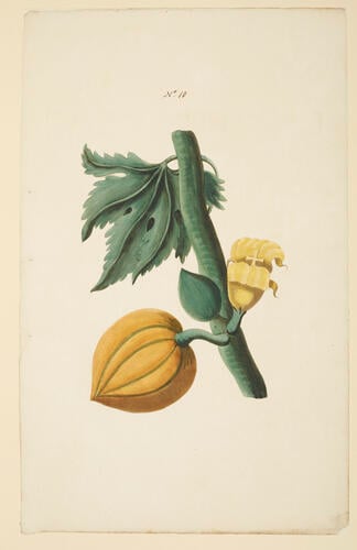 A Collection of exotics from the Island of Antigua / by a Lady