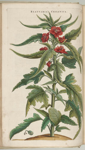 Horti medici Amstelodamensis rariorum, tam orientalis, quam occidentalis Indiae, aliarumque peregrinarum plantarum . . . descriptio et icones ; t. 1 / by Joannes Commelinus ; edited by Fredericus Ruyschius and Franciscus Kiggelarius Horti medici Amstelodamensis rariorum, tam orientalis, quam occidentalis Indiae, aliarumque peregrinarum plantarum . . . descriptio et icones ; t. 1 / by Joannes Commelinus ; edited by Fredericus Ruyschius and Franciscus Kiggelarius