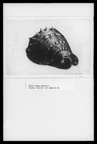 Horned helmet (Cassis cornuta)