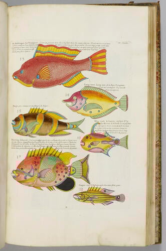 Poissons, écrevisses et crabes. . . que l'on trouve autour des Isles Moluques, et sur les côtes des Terres Australes. . . / Louis Renard Poissons, écrevisses et crabes. . . que l'on trouve autour des Isles Moluques, et sur les côtes des Terres Australes. . . / Louis Renard