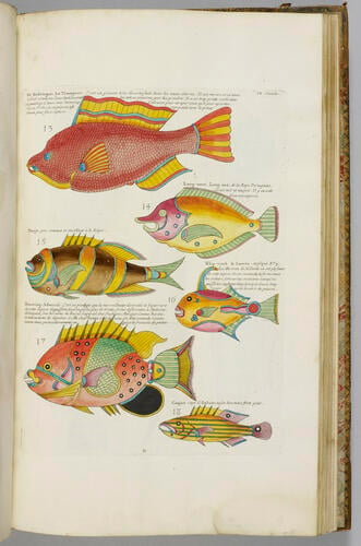 Poissons, écrevisses et crabes. . . que l'on trouve autour des Isles Moluques, et sur les côtes des Terres Australes. . . / Louis Renard