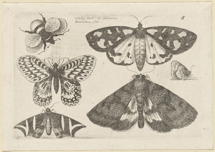 Three Moths, Two Butterflies, and a Bumble Bee Three Moths, Two Butterflies, and a Bumble Bee