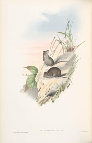 The Mammals of Australia ; v. 1 / by John Gould