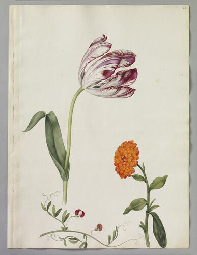 Tulip, Marigold and Narrow-Leaved Vetch