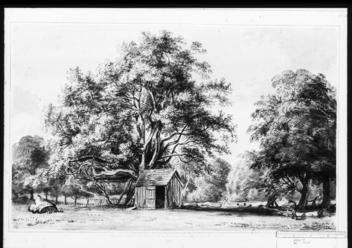 Windsor Great Park