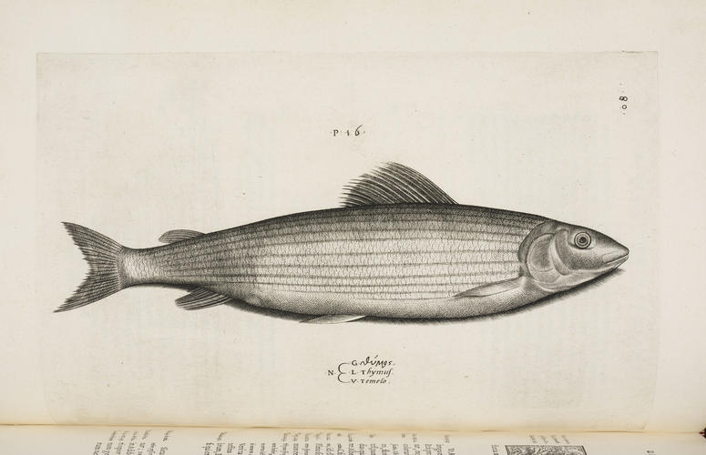 Aquatilium animalium historia / Hippolyto Salviano Aquatilium animalium historia / Hippolyto Salviano
