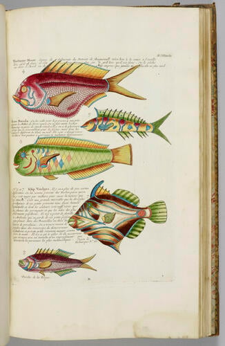 Poissons, écrevisses et crabes. . . que l'on trouve autour des Isles Moluques, et sur les côtes des Terres Australes. . . / Louis Renard