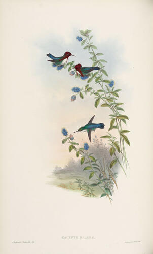 A Monograph of the Trochilidae, or family of humming-birds ; v. 3 / John Gould