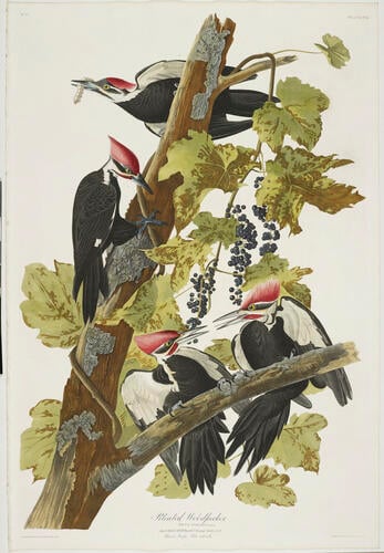 The Birds of America, from original drawings ; v. 2 / by John James Audubon