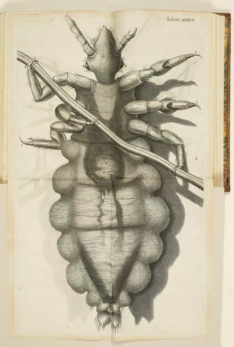 Micrographia, or, Some physiological descriptions of minute bodies made by magnifying glasses : with observations and inquiries thereupon / by R. Hooke . . 