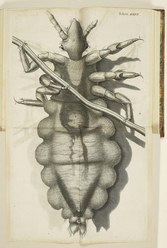 Micrographia, or, Some physiological descriptions of minute bodies made by magnifying glasses : with observations and inquiries thereupon / by R. Hooke . . Micrographia, or, Some physiological descriptions of minute bodies made by magnifying glasses : with observations and inquiries thereupon / by R. Hooke . .