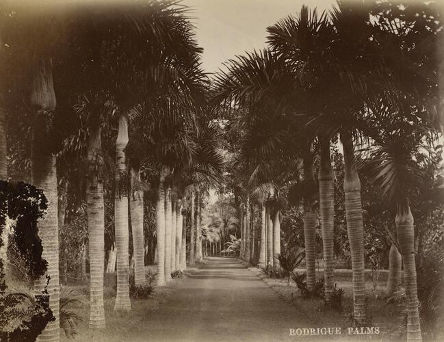 Rodrigues Palms Rodrigues Palms