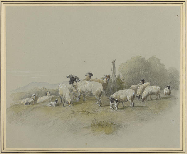 Flock of Tibet Sheep at Osborne